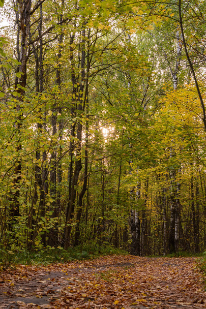 森の中を曲がりくねったトレイル。秋の黄金の森の風景の設定。落ちた葉. - 写真・画像