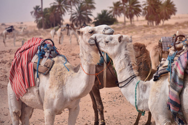 Camelos na Arábia, caravana de camelo descansam na areia do deserto. Camelos em um
 - Foto, Imagem