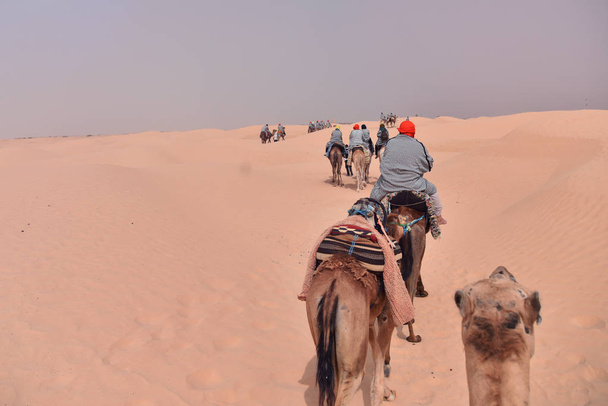 Caravana de camelos indo no deserto do Saara na Tunísia, África. Touris
 - Foto, Imagem