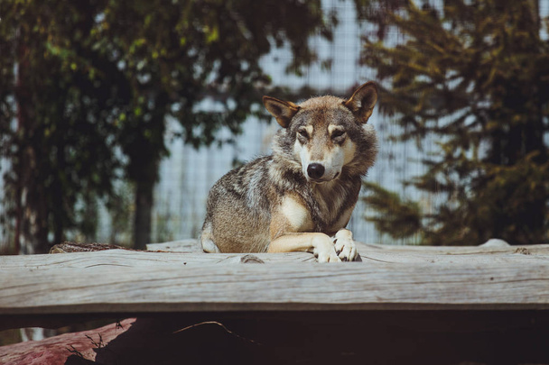 Portrait of grey wolf in the forest - Fotó, kép
