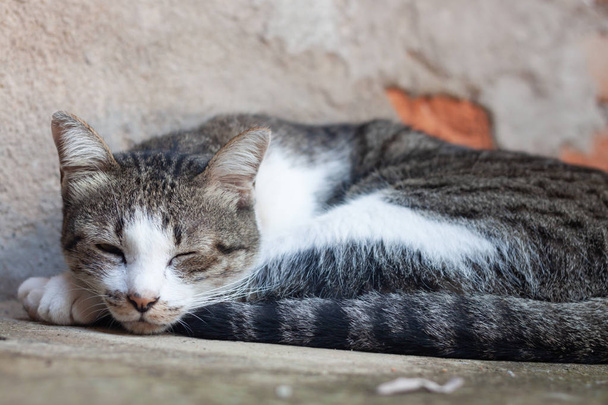 Ταϊλάνδης γάτα που κοιμάται στο σπίτι του κήπου - Φωτογραφία, εικόνα