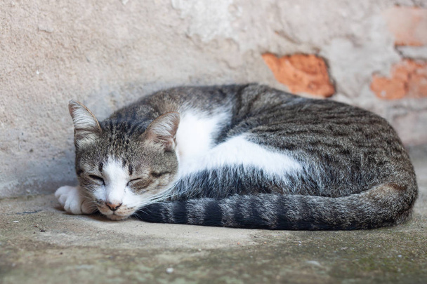 Тайська кішки спали в будинку сад - Фото, зображення