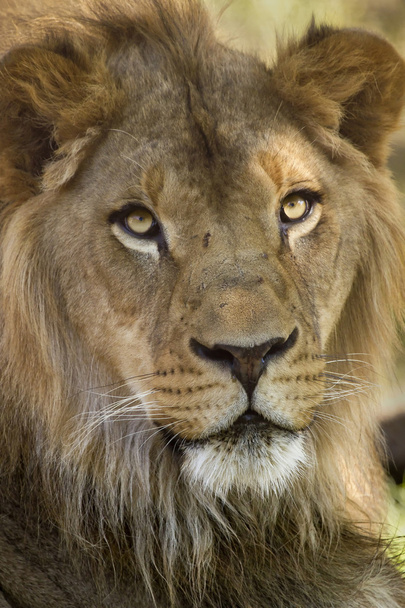 アフリカのライオンのクローズ アップ - 写真・画像