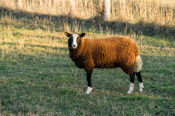 çayırda kahverengi koyun - Fotoğraf, Görsel