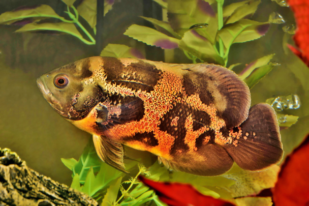 Ryba Oscar (Astronotus ocellatus) se koupala v akváriu. Tyto bytosti jsou přirozenými predátory, které se nacházejí v amazonské řece a dělají barevně populární domácí vodní mazlíčky. - Fotografie, Obrázek