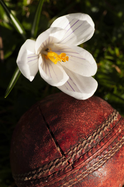Vanha kriketti pallo alla krookus kukka
 - Valokuva, kuva