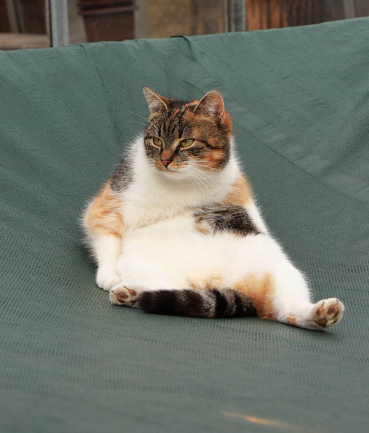 家畜化された子猫は、椅子の上の男としてターポリンの上に座っています。脚の間に毛深い尾。退屈な動物の顔。尾を描いた悲しいフェリス・カタス・ドメクタス、庭を見つめながら. - 写真・画像