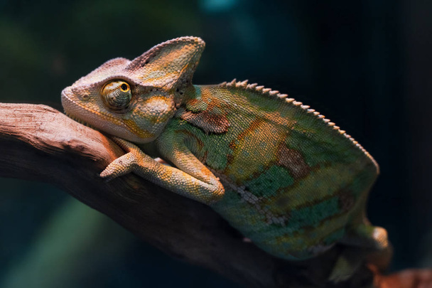 A beautiful chameleon is sitting on a branch. - Photo, Image