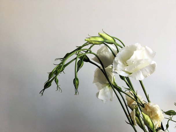 Laiminlyöty kuoleva valkoinen eustooma valkoisella taustalla. Kukkakimppu eustomas abstrakti harmaa tausta. Helliä konseptikuvia. Bannerin konsepti. Kimppu valkoisia kukkia
 - Valokuva, kuva