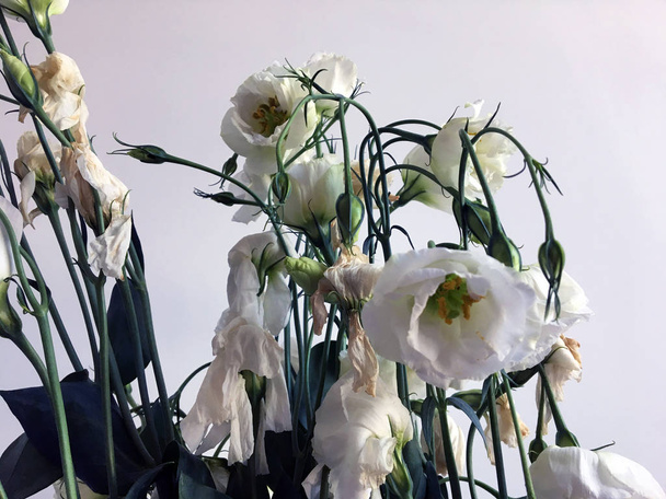 Neglected dying white eustoma on white background. Bouquet of flowers eustomas on an abstract gray background. Gentle concept pictures. Banner concept. Bouquet of white flowers - 写真・画像