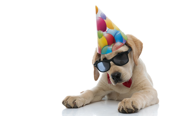 Вечеринка лабрадор ретривер щенок лежа
 - Фото, изображение