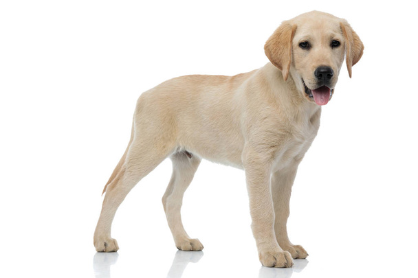 sivukuva labradorinnoutajan koiranpennusta seisomassa
  - Valokuva, kuva