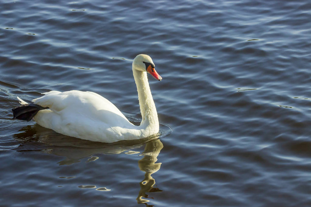 Лебеді на прогулянці по озеру. - Фото, зображення