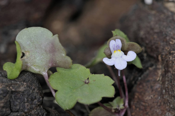 Cymbalaria muralis, with common names Ivy-leaved toadflax, Kenilworth Ivy, coliseum Ivy, Oxford Ivy, mother of thousands, pennywort, wandering sailor, Crete
 - Фото, изображение