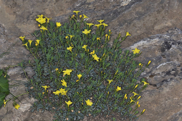 Λινάρι ή θαμνώδες λινάρι Linum arboreum, Κρήτη  - Φωτογραφία, εικόνα