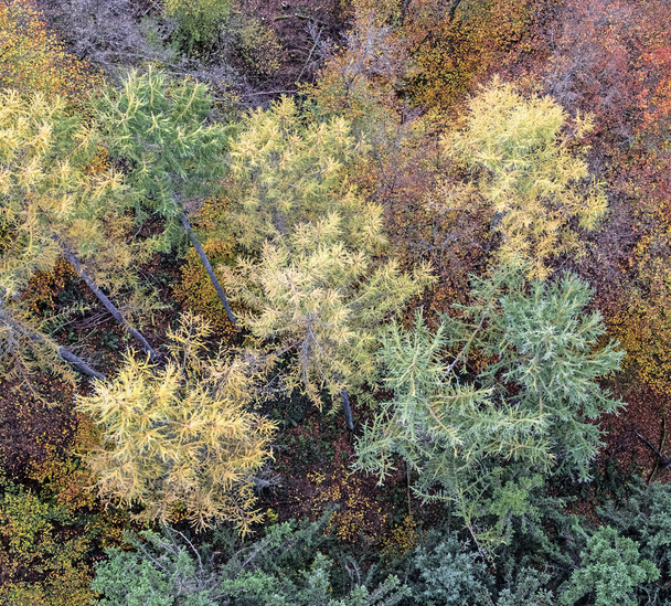 秋の森の頂上からの眺め、ラインラント・パラティネートのガイアーズレー - 写真・画像