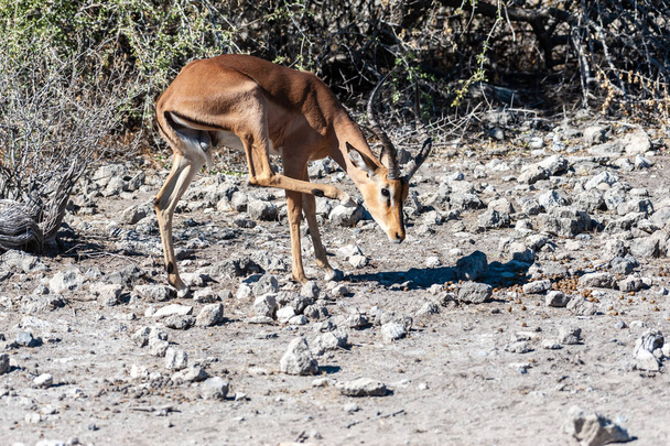 Impalas no Parque Nacional de Etosha
 - Foto, Imagem