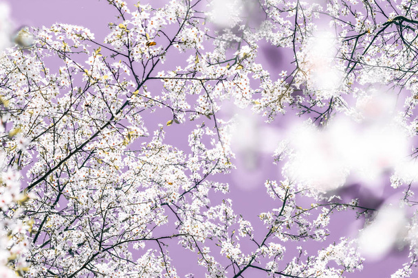 Kukka abstrakti taide violetti tausta, vintage kirsikka kukkia
 - Valokuva, kuva