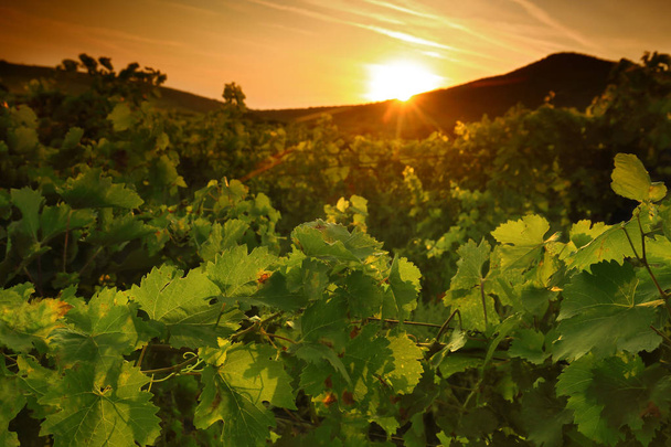 Detail van de wijngaard op zonnige ochtend - Foto, afbeelding