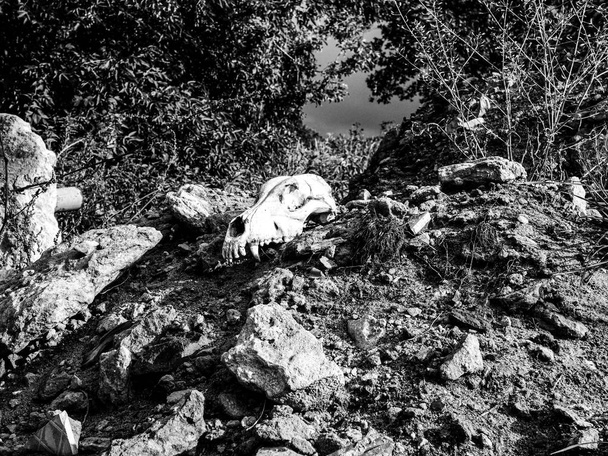 Yerde katilin korkunç kafatası - Fotoğraf, Görsel