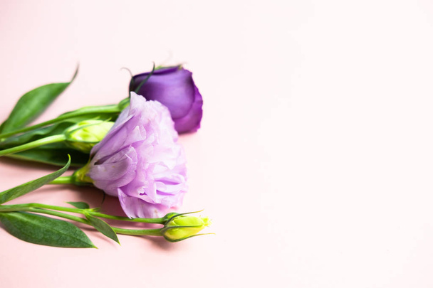 Purple eustoma flowers.  - Photo, Image