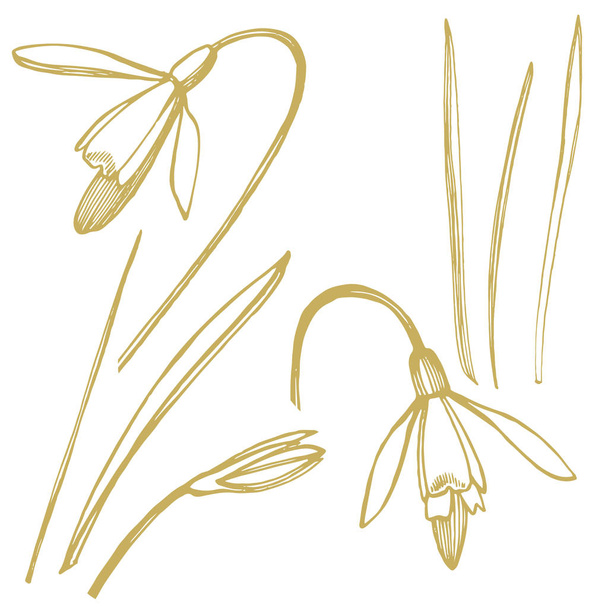 Snowdrop spring flowers. Botanical plant illustration. Vintage medicinal herbs sketch set of ink hand drawn medical herbs and plants sketch - Вектор, зображення