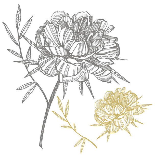 Квітка півонії і малюнок листя. Рука намальована гравірованим квітковим набором. Ботанічні ілюстрації. Відмінно підходить для татуювання, запрошень, вітальних листівок
 - Вектор, зображення