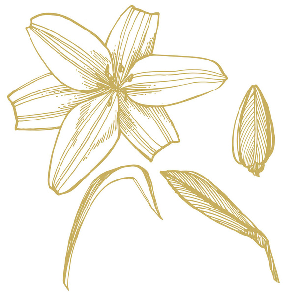 Lily flowers. Botanical illustration. Good for cosmetics, medicine, treating, aromatherapy, nursing, package design, field bouquet Hand drawn wild hay flowers - Vektor, Bild
