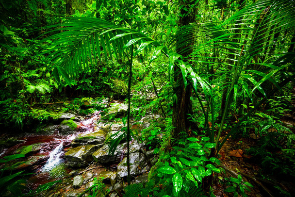 グアドルーのバッセ・テッレ・ジャングルの小さな小川による緑の植物 - 写真・画像