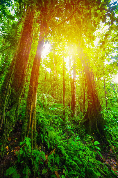 Sol brillando sobre la selva Basse Terre en Guadalupe
 - Foto, Imagen