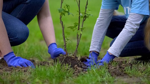 Two volunteers planting tree together, environmental project participation - Фото, изображение