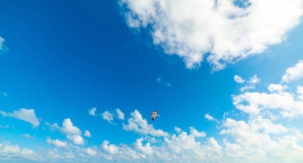 雲と青空を飛ぶカモメ - 写真・画像