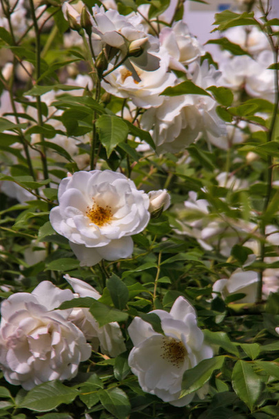 Beautiful white roses in the garden of the Transfiguration monas - Foto, Imagen