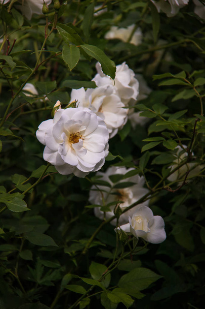 Beautiful white roses in the garden of the Transfiguration monas - Fotoğraf, Görsel