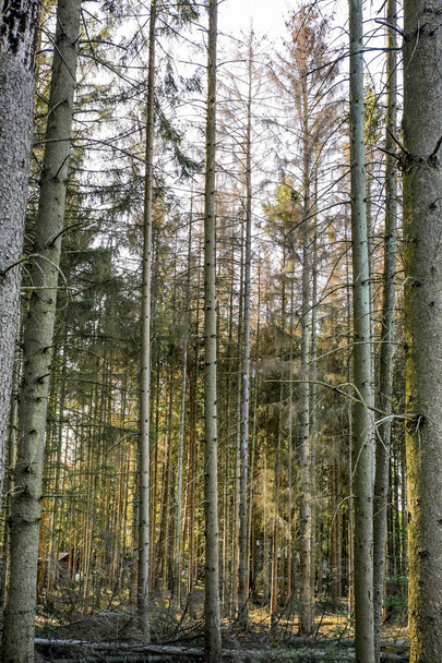 το σκαθάρι καταστρέφει το δάσος στο Βέλγιο  - Φωτογραφία, εικόνα