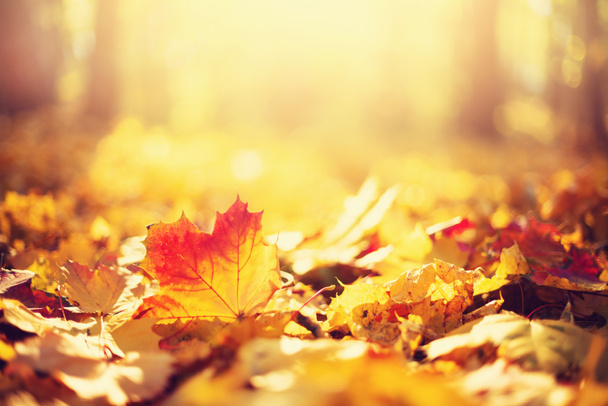 Herfst bladeren achtergrond. Gele esdoorn blad over wazige textuur met kopieerruimte. Begrip herfstseizoen. Gouden herfstkaart - Foto, afbeelding