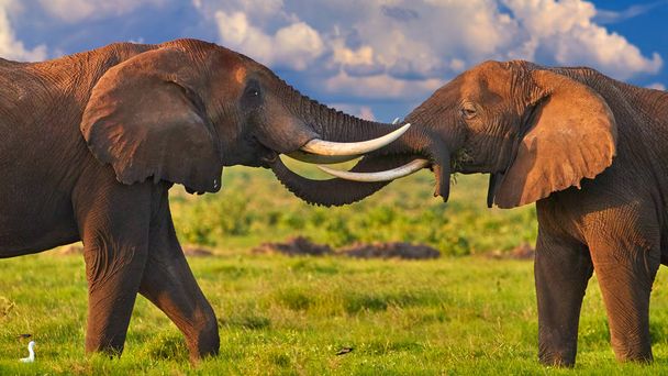 Safari africano al pie de un volcán Kilimanjaro, estación verde en el parque nacional Amboseli. Retrato de dos enormes elefantes africanos, tocando sus troncos el uno al otro contra el cielo dramático. Kenia
. - Foto, Imagen