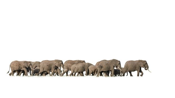 Группа африканских слонов на белом фоне
 - Фото, изображение
