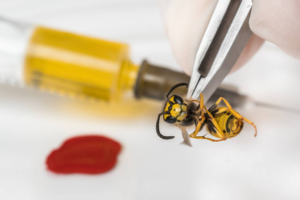 Science entomologist with tweezers examines wasp - 写真・画像