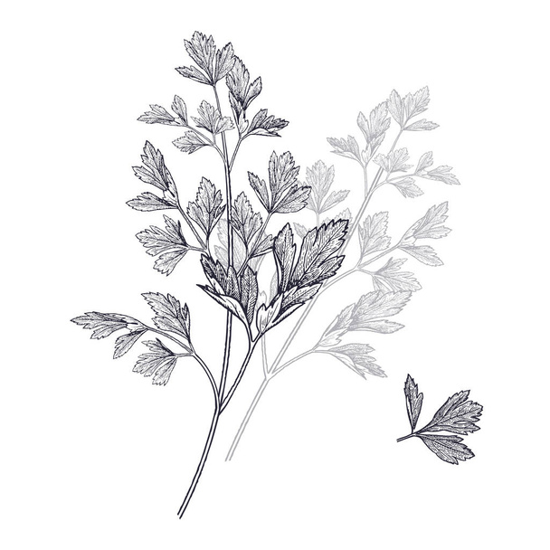 Illustration of garden fragrant herbs. Parsley. - Vektör, Görsel