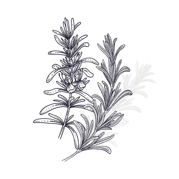 Rosemary. Illustration of garden fragrant herbs. Spice for flavo - Vektori, kuva