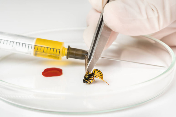 Science entomologist with tweezers examines wasp - Фото, изображение