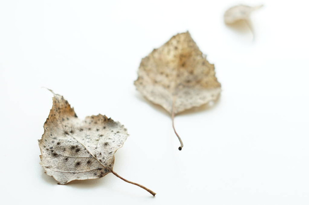 Сухие листья березы на белой поверхности. Выборочный фокус, макроснимок
 - Фото, изображение