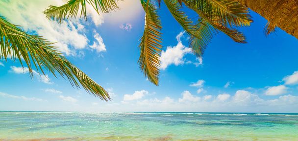 Palmy i turkusowa woda plaża Bois Jolan na Gwadelupie - Zdjęcie, obraz