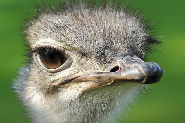 Commn Ostrich bird, Struthio camelus, captive, Germany, Europe - Foto, Imagen