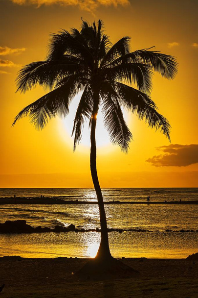 живописный вид на пальмовое дерево на закате, Кауаи, Гавайи, США, Северная Америка
 - Фото, изображение