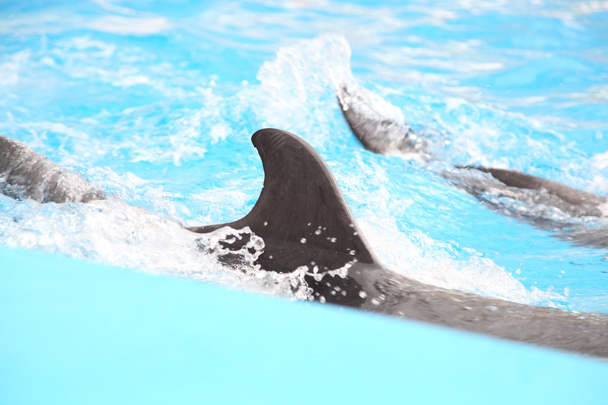 дельфин в воде - Фото, изображение