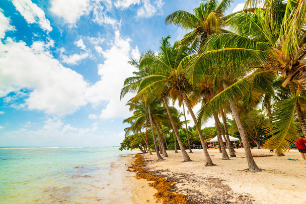 Pláž Bois Jolan na Guadeloupe - Fotografie, Obrázek