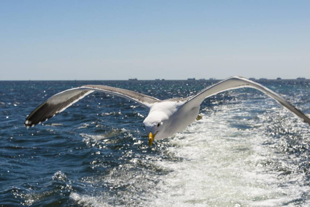 Kelp Gull in flight, at Walvis Bay, water  - Photo, image