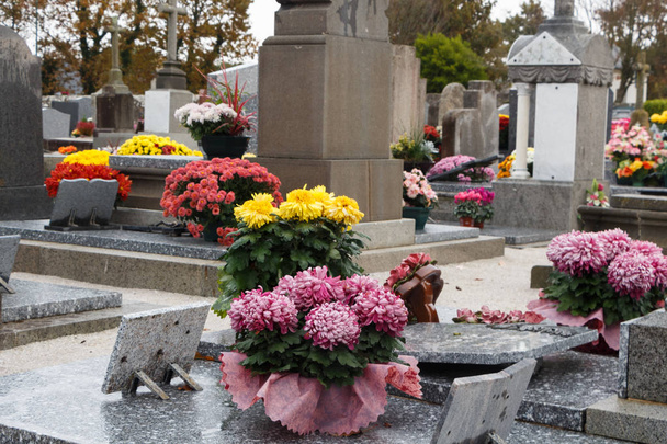 Рослини хризантеми на надгробках
 - Фото, зображення